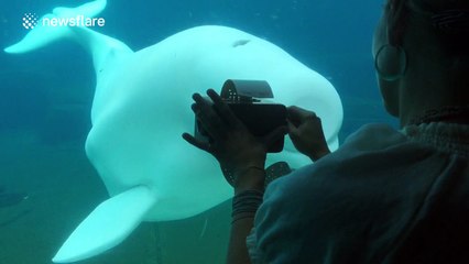 Beluga whale attracted by aquarium visitor's music box