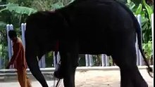 (Découvrez la patte bionique que cette éléphante a reçu pour marcher à nouveau.