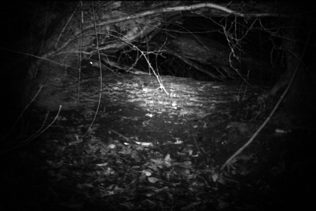 Blaireau chargé par un ragondin femelle  - Hibou