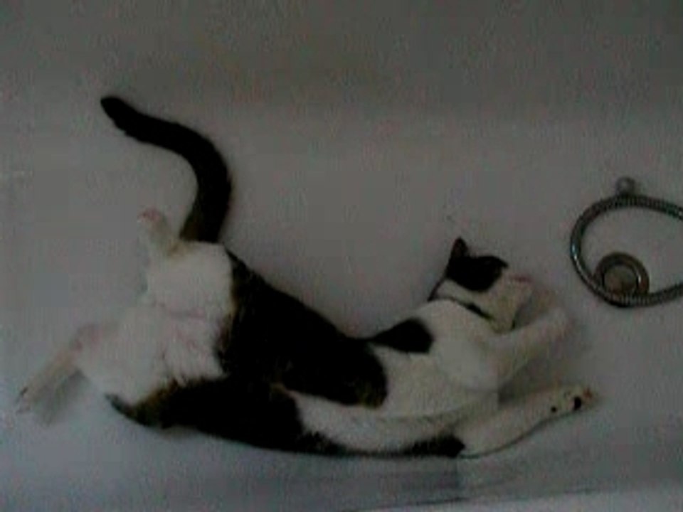 Un chat et une balle ...