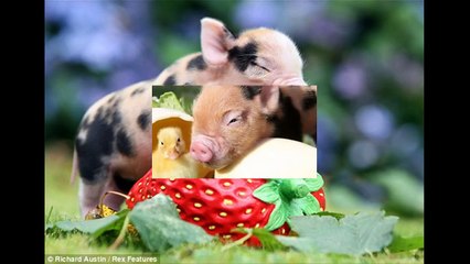 HD CON HEO ĐẤT Liên Khúc Remix   Giúp Bé Ăn Ngon Miệng