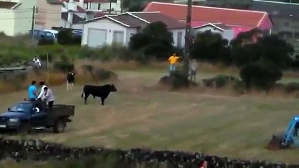 Touro atropelado de forma intencional nos Açores - Portugal -