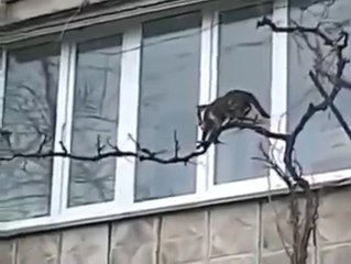 Mission Impossible Cat