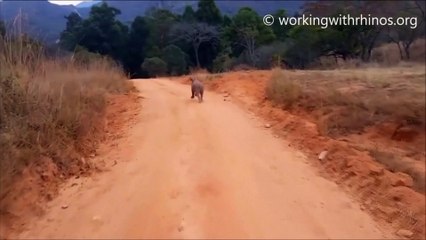 Un rhinocéros « bien » élevé répond à l'appel de son prénom