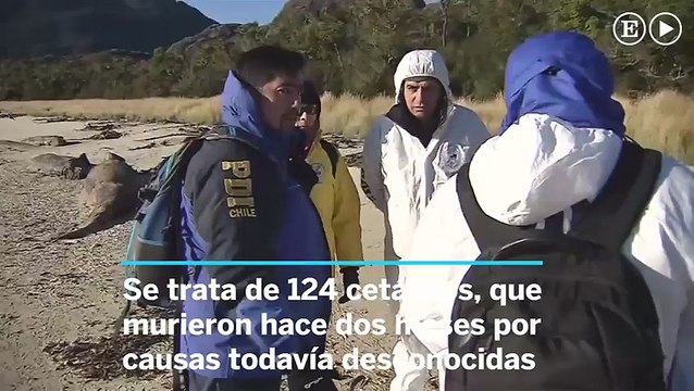 Los 124 cadáveres de delfines en las playas de Chile
