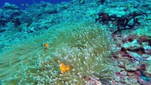 Sport Diver In The Field: Diving Raja Ampat, Indonesia