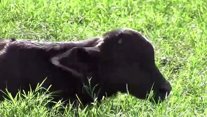 Momento exacto en el que un león mató a una cría de búfalo