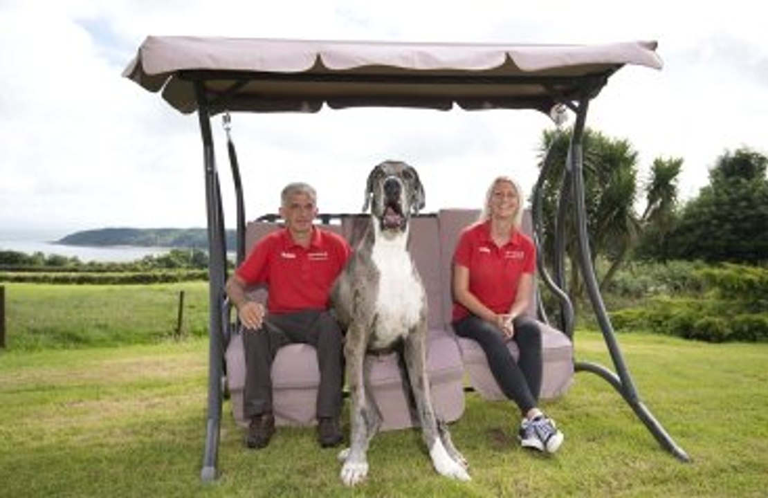 Gölgesinden Bile Korkan Dev Köpek Major
