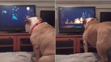 Bulldog inglês tenta avisar personagem que corre perigo ao assistir a filme de terror