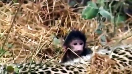 Reacción de un leopardo luego de haber matado a este mono