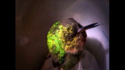 İnsan Gibi Horlayan Sinek Kuşu