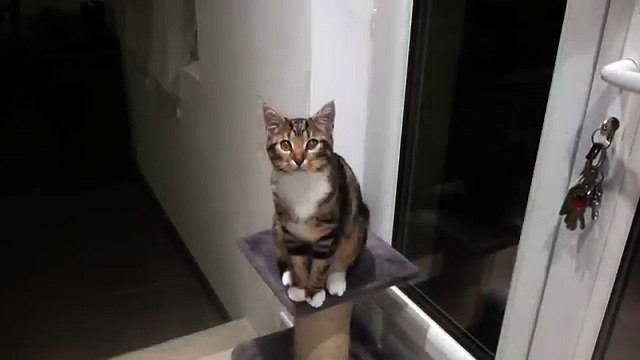 mon chat qui danse trop drôle !