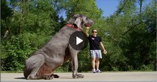 Top-10-Biggest-Guard-Dogs-in-the-World---2015