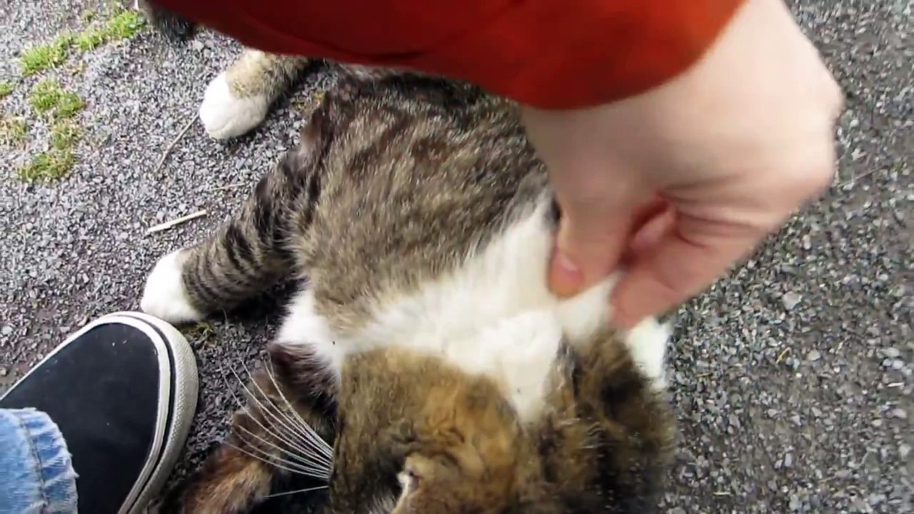 Friendly Cat Likes To Be Loved