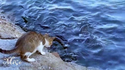 Кот - Хитрец! Ловит Рыбу На Приманку!