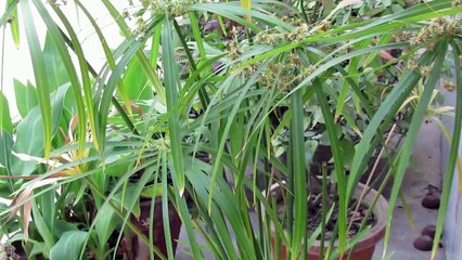 VASTU - Plants ,Garden and Tree as per Vastu Shastra