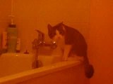 Qui a dit que les chats n'aimaient pas l'eau ?