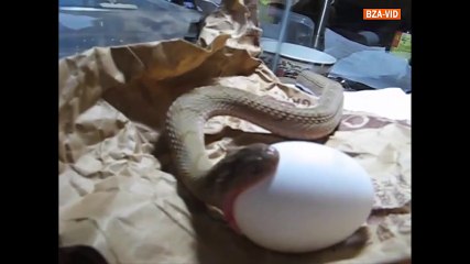 شاهد كيف تلتهم الأفعى البيض عن قرب ؟! - YouTube