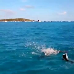 Dolphin Playing With Dog