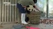 Watch- Giant pandas create trouble as staff cleans their house