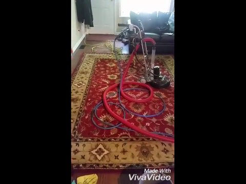 Cleaning With Love Persian Rug Cleaning with Pet Stains