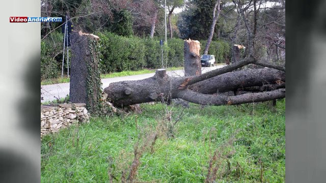 I grandi alberi secolari di Andria umiliati da incendi di rifiuti e tagliati senza autorizzazione