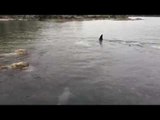 Seal Narrowly Avoids Killer Whale on the Hunt