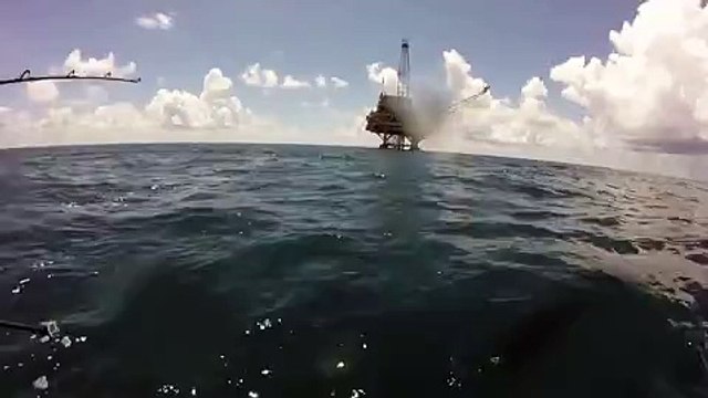 Massive Tiger Shark Attacks Hammerhead Shark