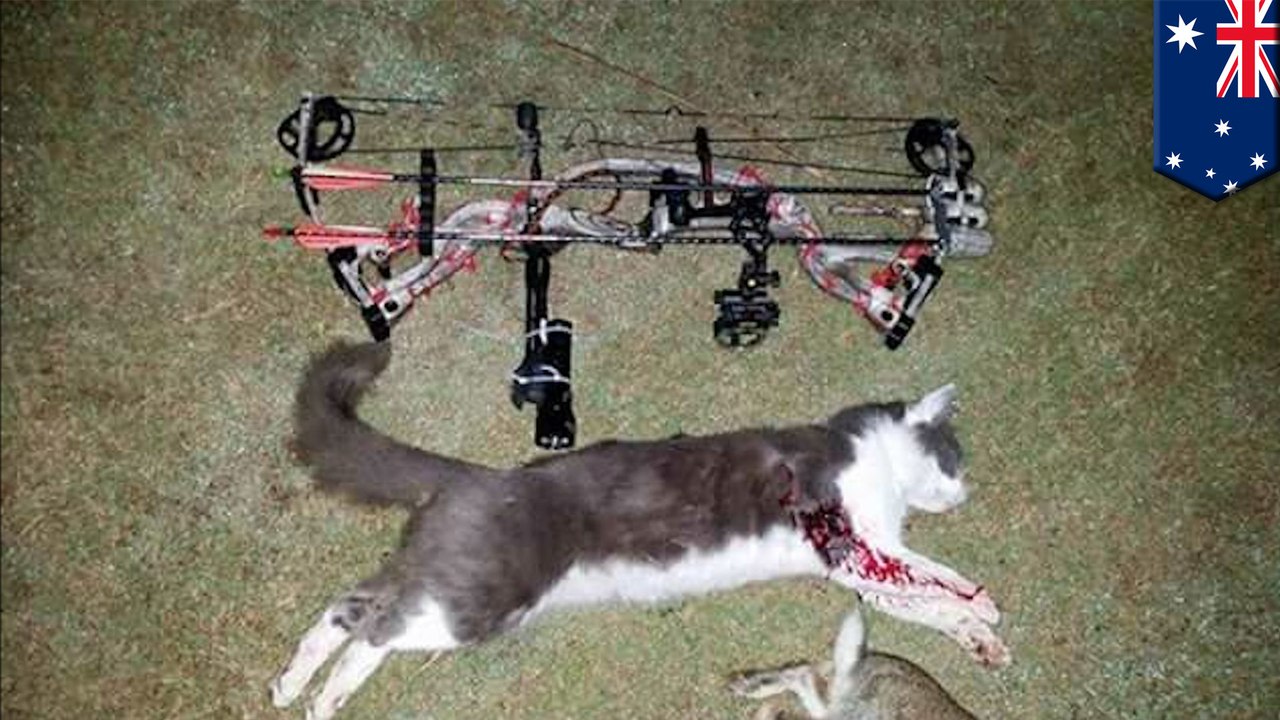 Un groupe de tueurs de chats publie des photos de leurs victimes