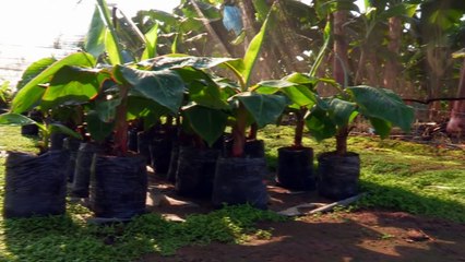 CULTIVO DEL PLATANO 2/4