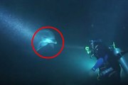 Povrijeđeni delfin je prišao roniocu i zatražio pomoć, a onda se dešava nešto nevjerovatno