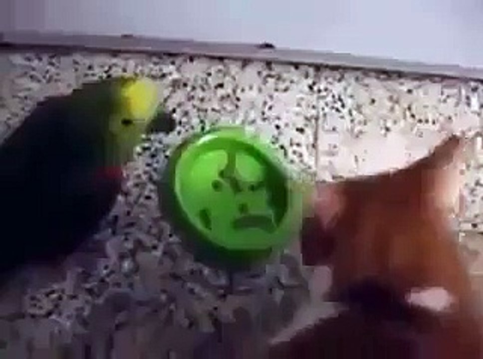 Cat playing with a parrot
