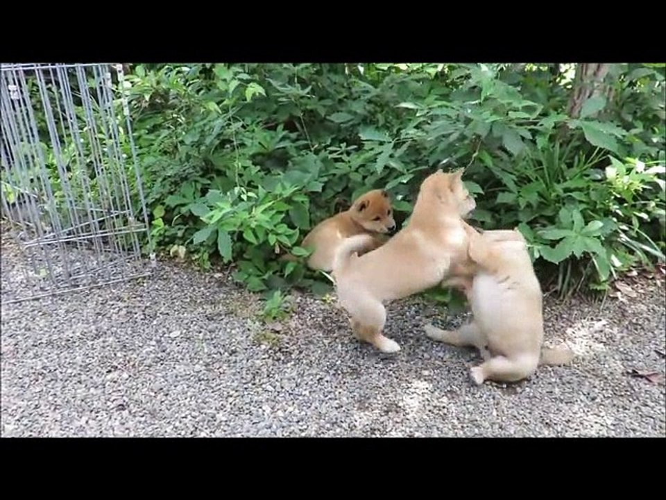 【衝撃】わんこが兄妹喧嘩した結果ww