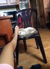 Funny Cats Compilation 2016 - Kittens playing with host to bite a her leg