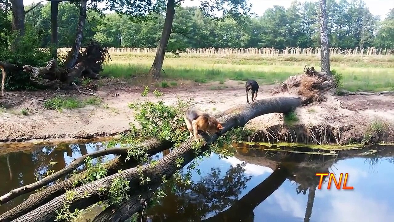 Fail Compilation July 2015 - February 2016 -- TNL