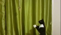 Cat trying to catch something dangling too far away