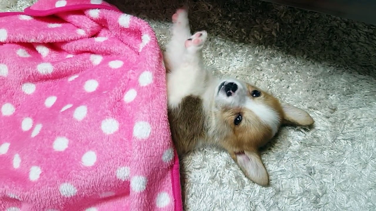 Dog Wants to Sleep More