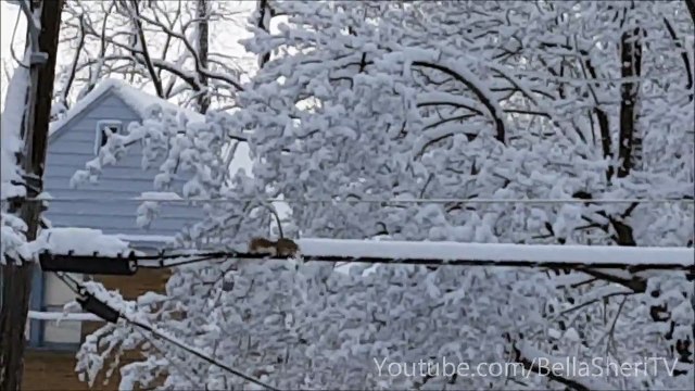 SQUIRREL SNOW REMOVAL SERVICE FOR HIRE...WILL WORK FOR PEANUTS!