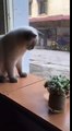 Funny Cats Playing With A Fly - Funny Videos 2016