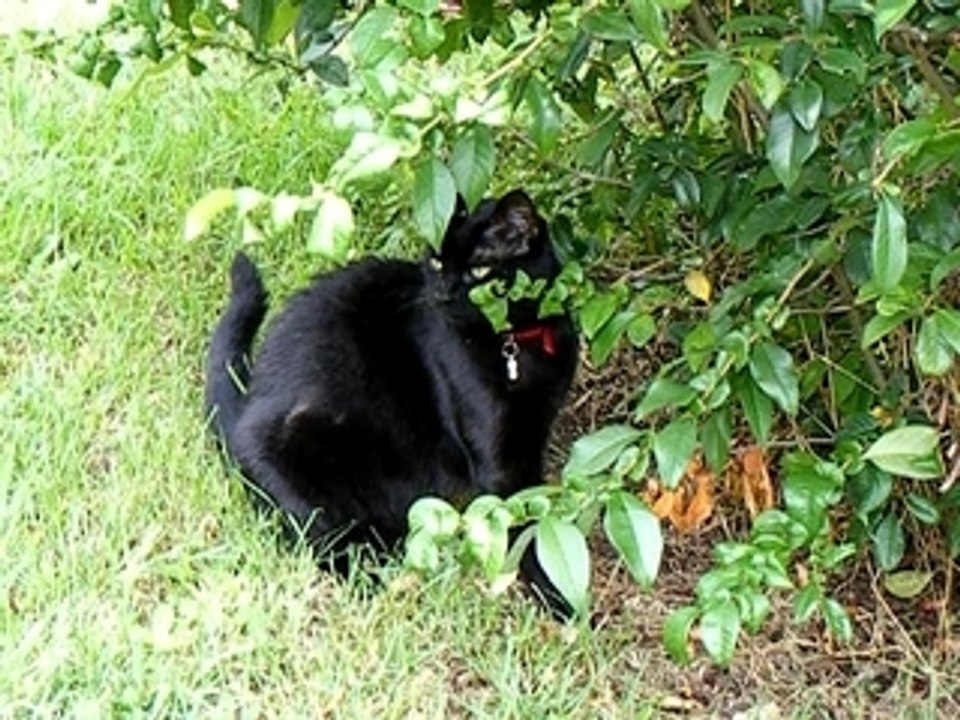Milady chasse les feuilles