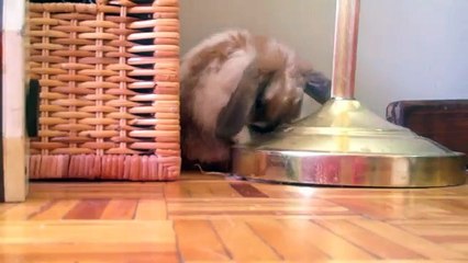 Bunz! 10 Week Old Holland Lop Bunny