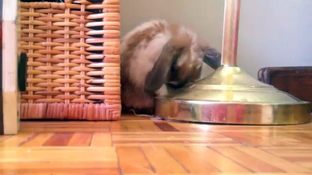 Bunz! 10 Week Old Holland Lop Bunny