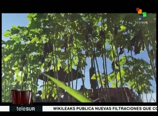 Reportajes teleSUR: La Venezuela que no se muestra