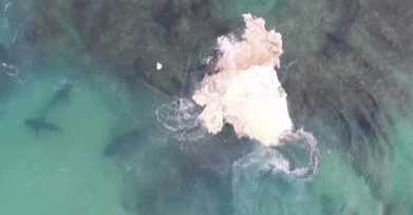 Feeding Frenzy as Over 30 Sharks Tear at Whale Carcass