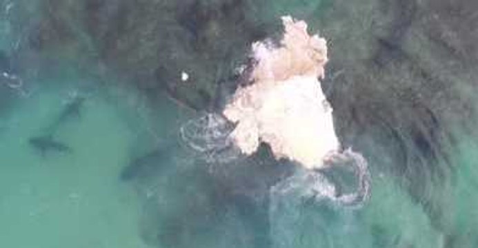 Feeding Frenzy as Over 30 Sharks Tear at Whale Carcass