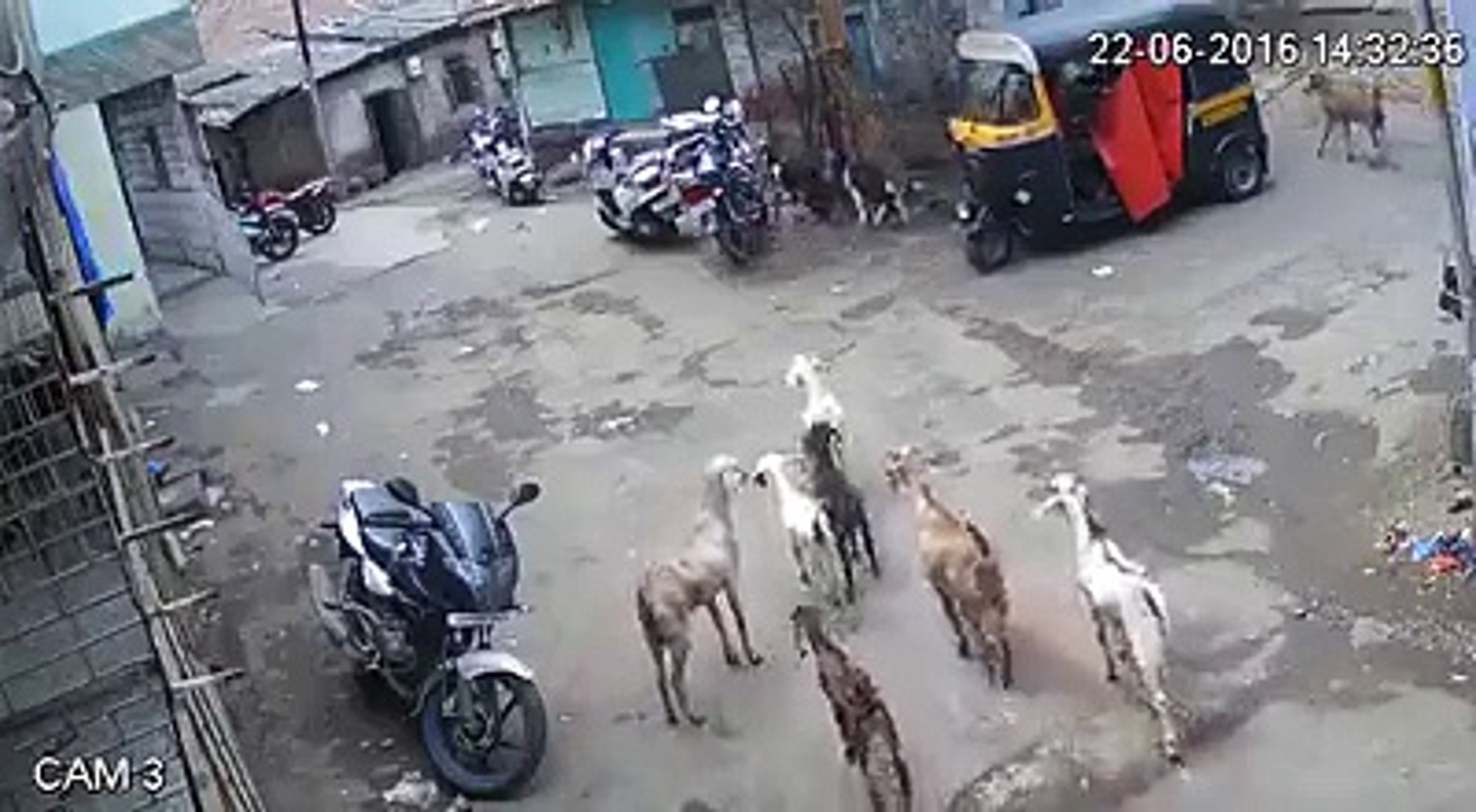 ⁣Thief stealing Goats funny