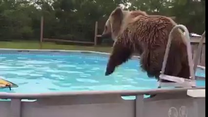 Bear goes for a swim in a pool!