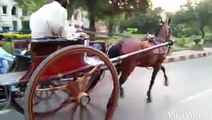 rustam e Pakistan son pari horse Lahore