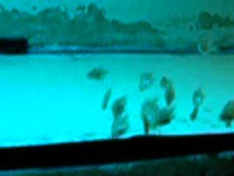 bebes discus turquoise brillant-léopard