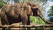 Elefante lanza piedra y mata a niña en zoológico de Marruecos